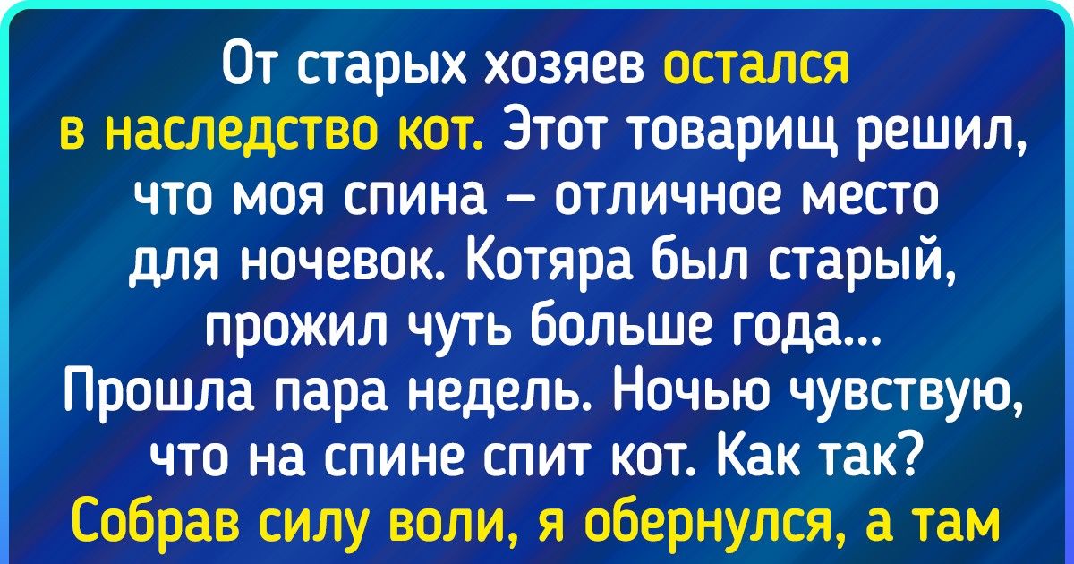 15 котов, которые пришли в чужой дом и сделали вид, будто так и надо 15 котов, которые пришли в чужой дом и сделали вид, будто так и надо