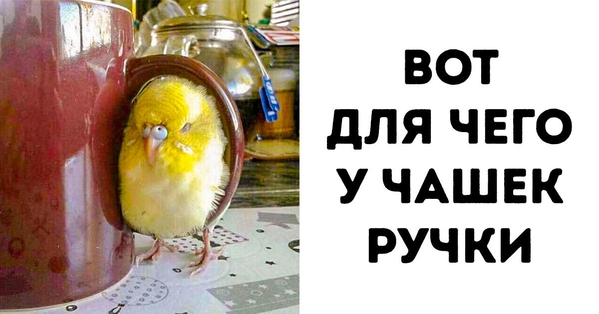 20+ животных, чья непредсказуемость удивила даже их самих 20+ животных, чья непредсказуемость удивила даже их самих