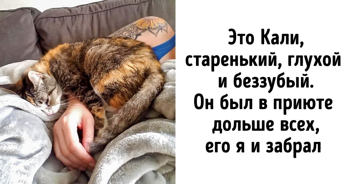 23 истории о домашних животных, в которых столько же любви, сколько и драмы 23 истории о домашних животных, в которых столько же любви, сколько и драмы