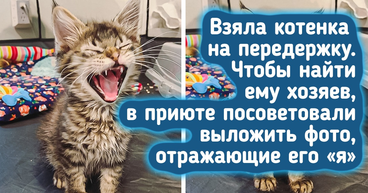 16 питомцев, которые показали разные стороны своего хвостатого «я» 16 питомцев, которые показали разные стороны своего хвостатого «я»