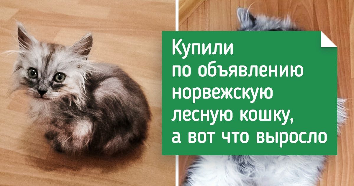 8 вещей, которые стоит узнать при покупке животного, чтобы потом не спускать всю зарплату на услуги ветеринара 8 вещей, которые стоит узнать при покупке животного, чтобы потом не спускать всю зарплату на услуги ветеринара