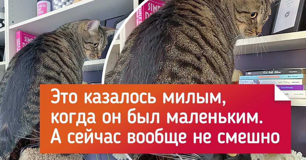 17 человек, которые однажды завели больше одной кошки и теперь пытаются справиться с последствиями 17 человек, которые однажды завели больше одной кошки и теперь пытаются справиться с последствиями