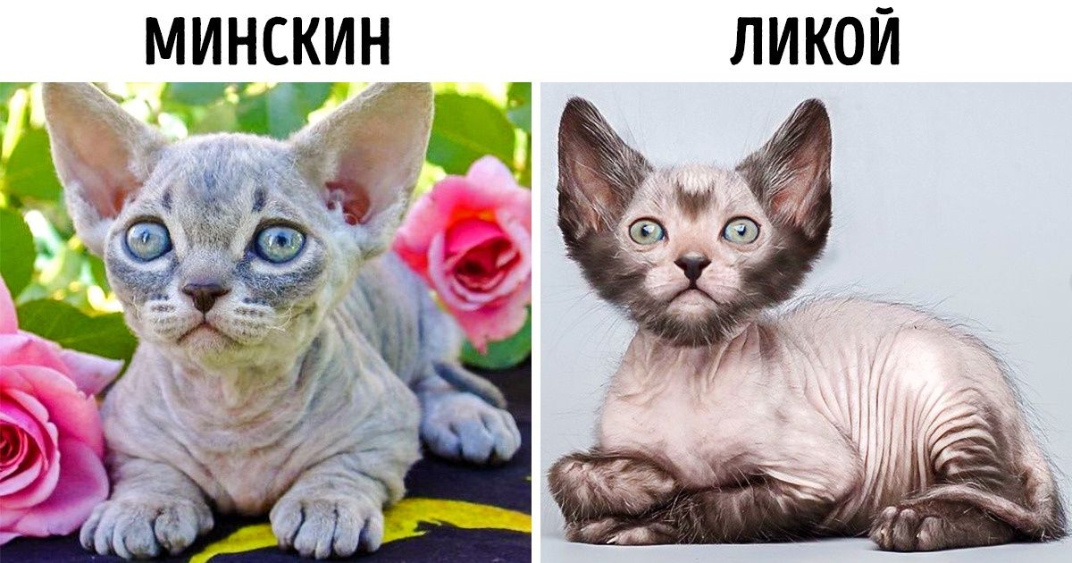 Как изменились породы кошек фото thumbnail