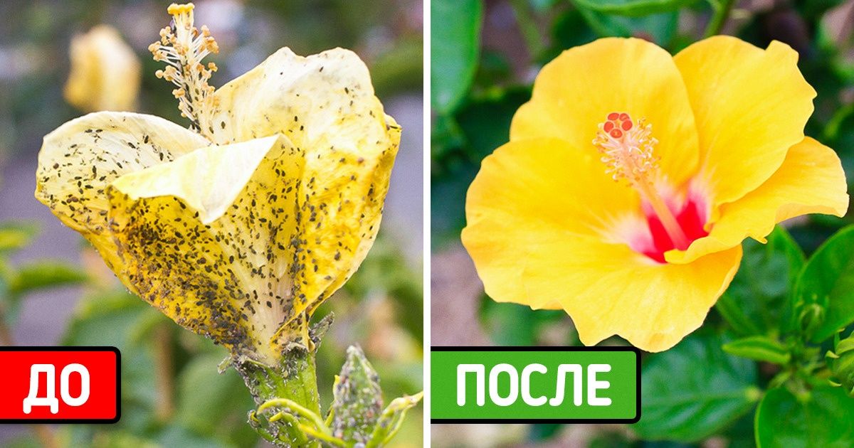 5 свойств соды, которые помогут преобразить ваш сад 5 свойств соды, которые помогут преобразить ваш сад