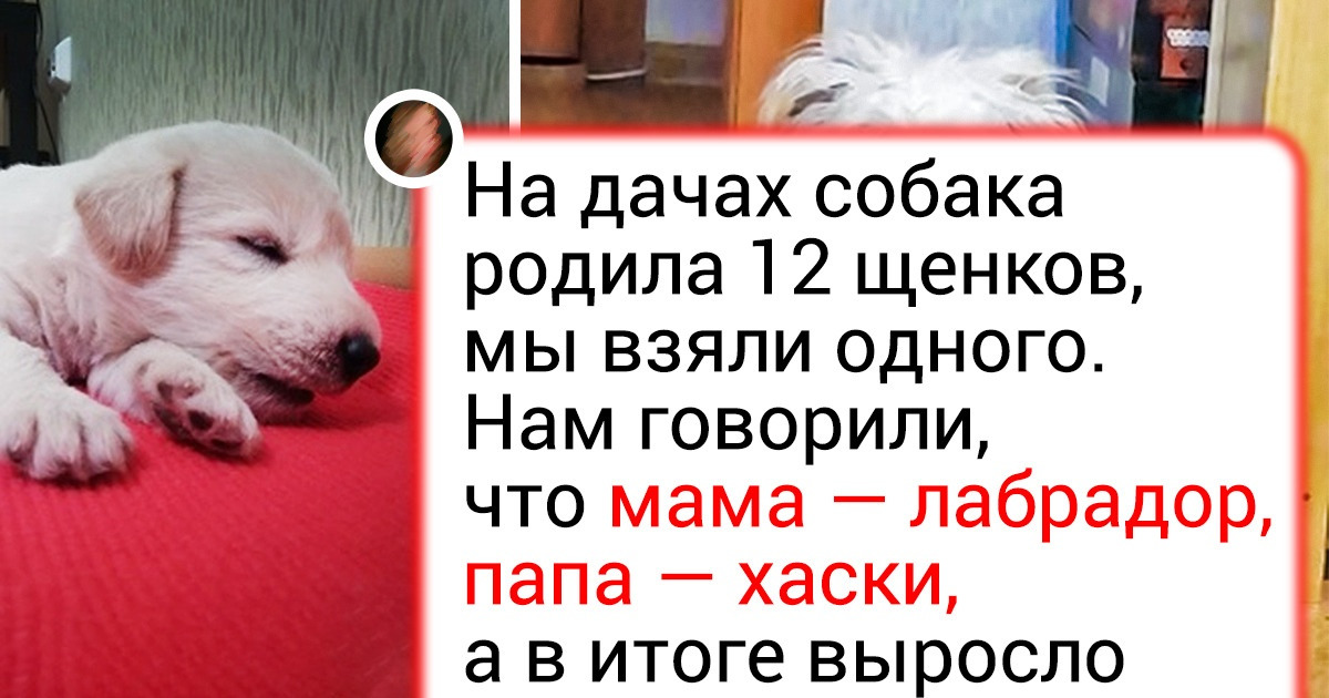 20+ человек, которые решили не покупать элитного питомца, а взять бездомного хвостика. И ни разу не пожалели