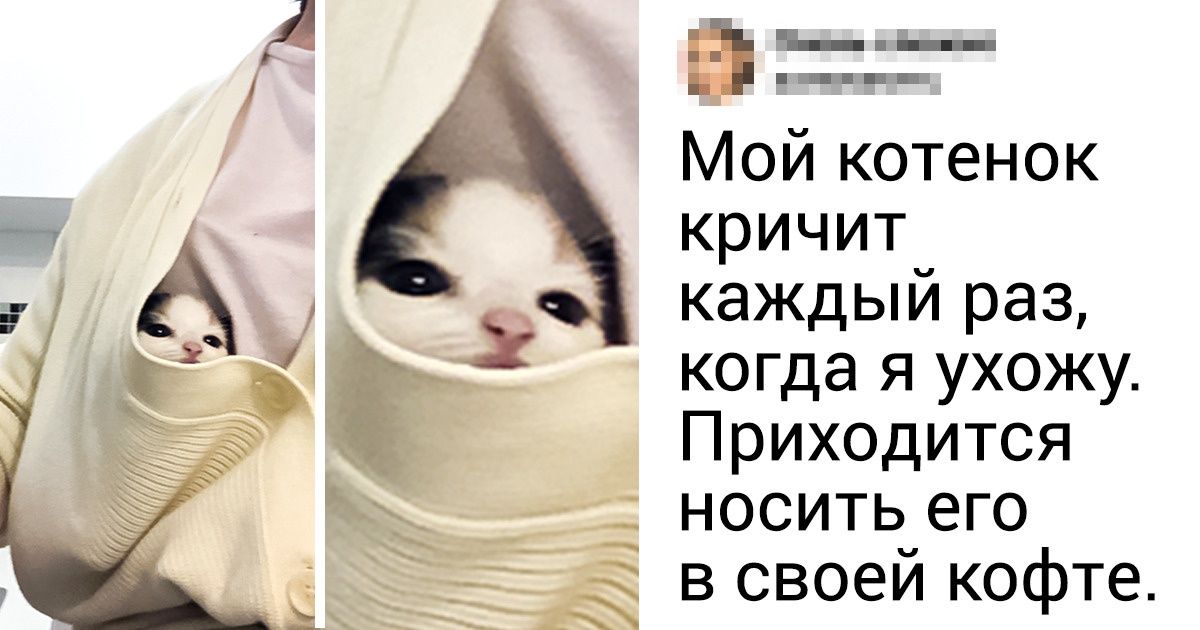 20+ животных, которые, будь их воля, вообще не отходили бы ни на шаг от человека 20+ животных, которые, будь их воля, вообще не отходили бы ни на шаг от человека