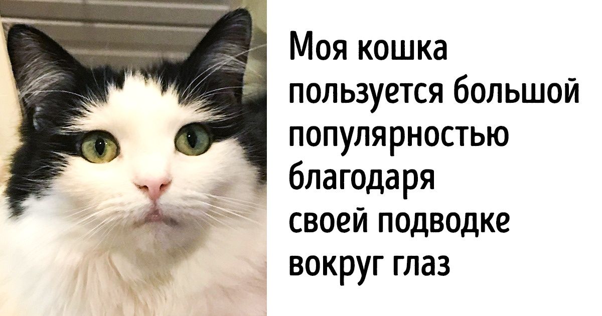 18 домашних животных, которых природа наградила уникальной внешностью 18 домашних животных, которых природа наградила уникальной внешностью