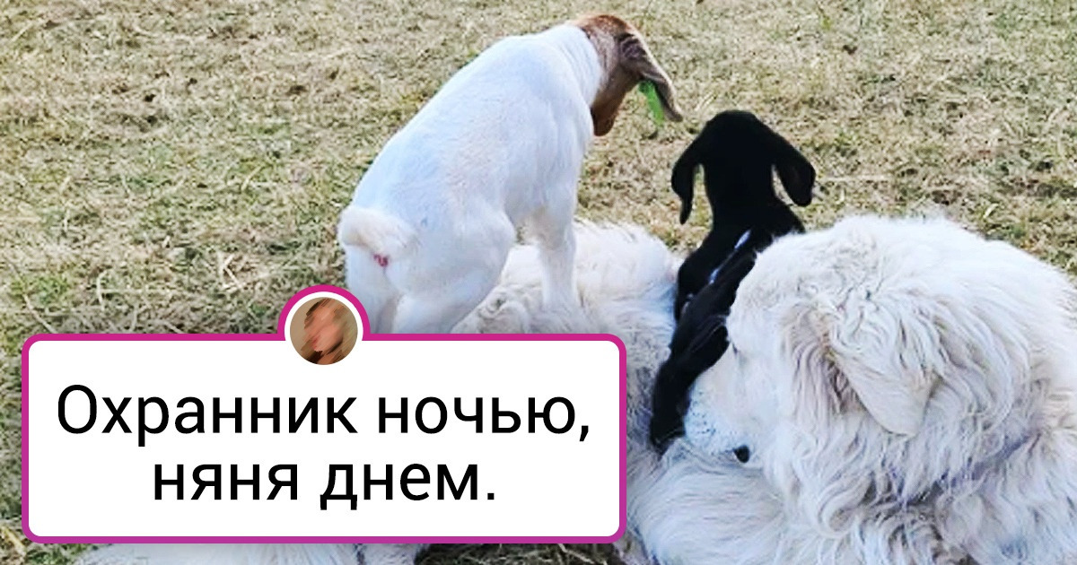 15+ доказательств того, что животные тоже могут трудиться не покладая лап 15+ доказательств того, что животные тоже могут трудиться не покладая лап