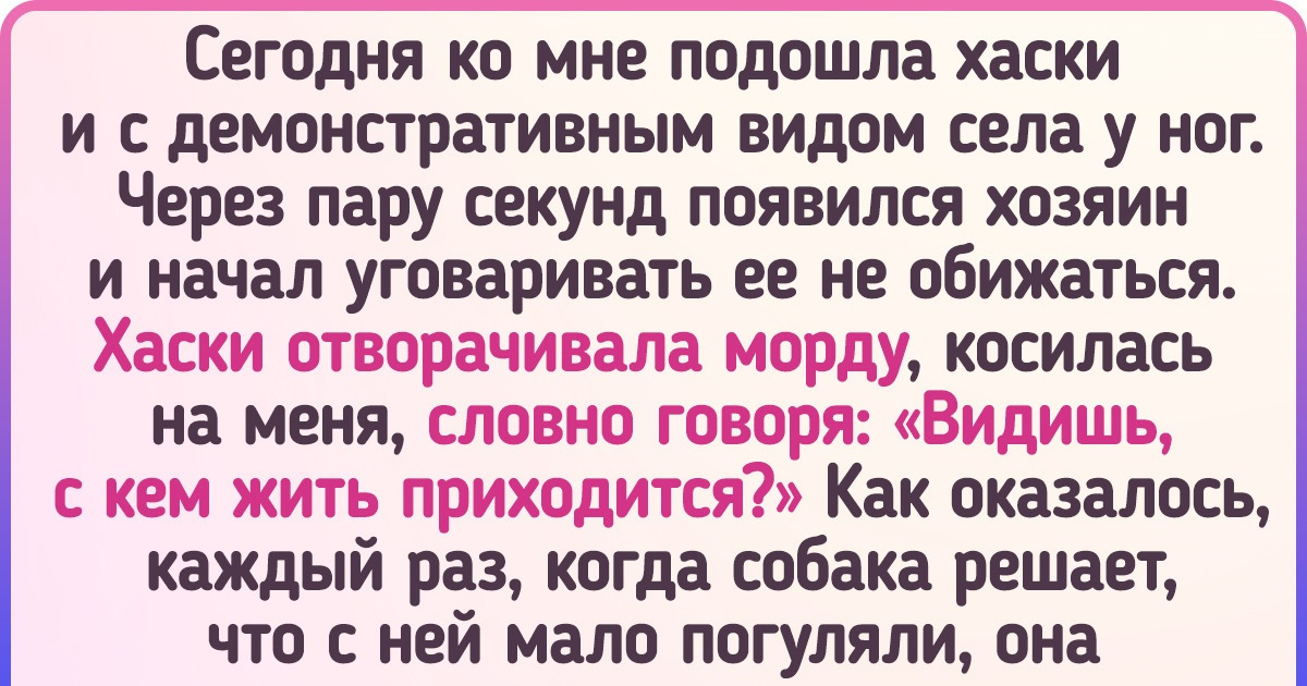 15+ историй о домашних животных, которые ошеломили хозяев своим острым умом и смекалкой 15+ историй о домашних животных, которые ошеломили хозяев своим острым умом и смекалкой