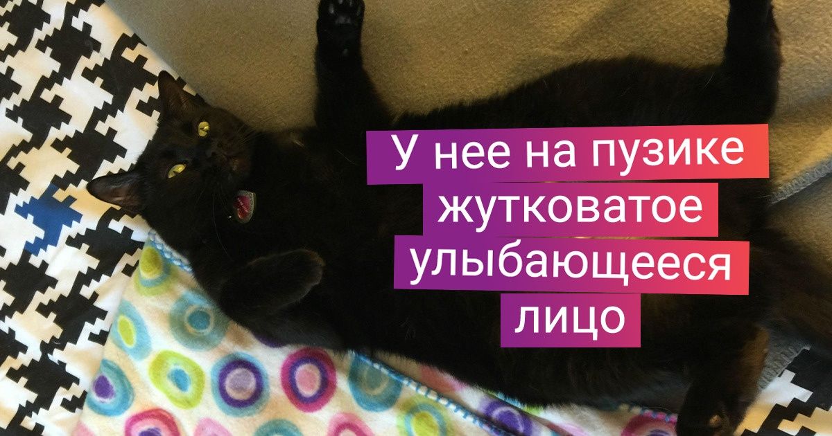 18 пушистиков, которым надоело быть милыми, и они решили не на шутку испугать людей 18 пушистиков, которым надоело быть милыми, и они решили не на шутку испугать людей