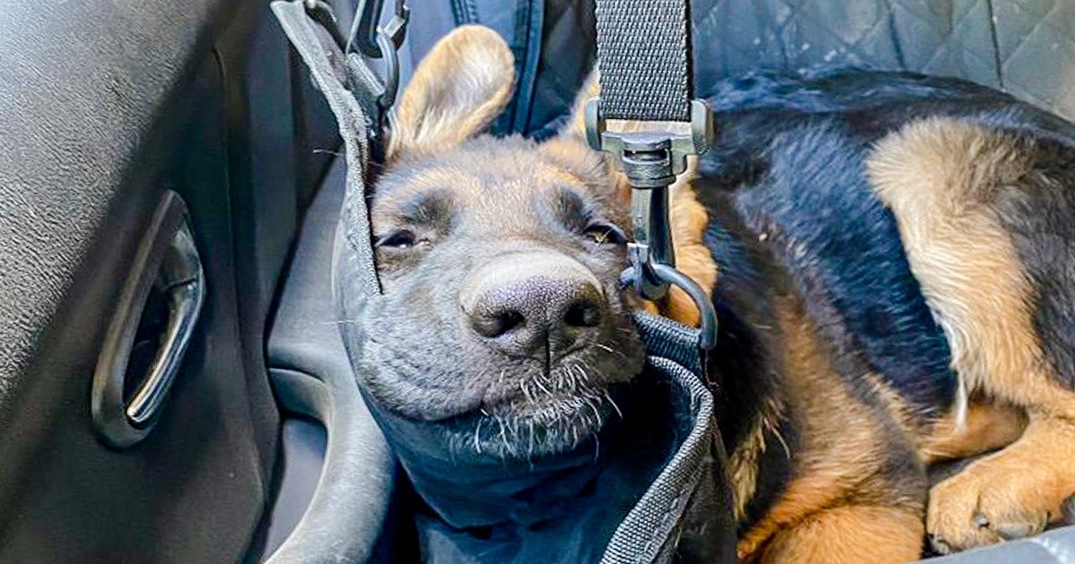 25+ животных на прогулке, при взгляде на которых губы сами по себе расплываются в улыбке 25+ животных на прогулке, при взгляде на которых губы сами по себе расплываются в улыбке