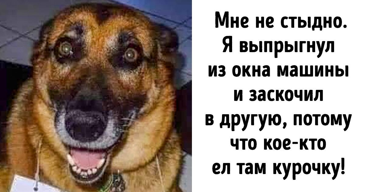 22 питомца, которые считают, что эталон «хороший мальчик» морально устарел 22 питомца, которые считают, что эталон «хороший мальчик» морально устарел