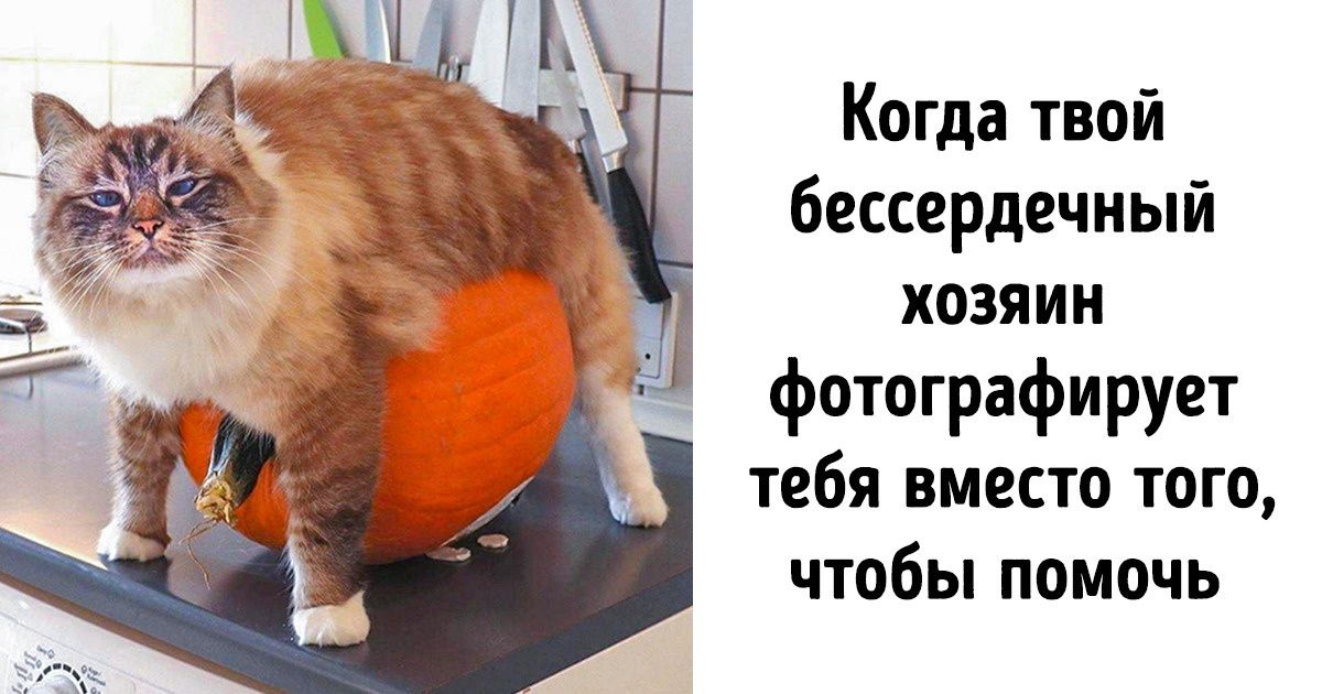 18 фото котиков, которых человеческие папарацци застали в самый неподходящий момент