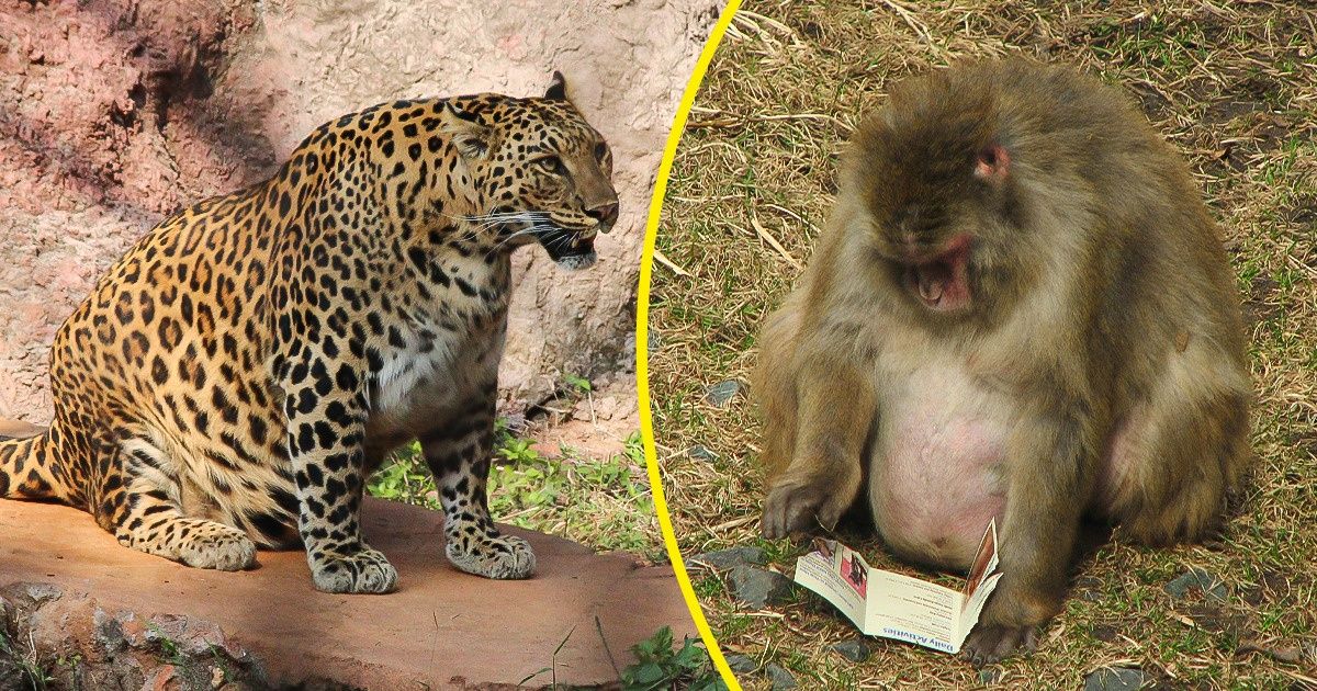 20+ нежнейших доказательств того, что беременность прибавляет очарования всем животным 20+ нежнейших доказательств того, что беременность прибавляет очарования всем животным