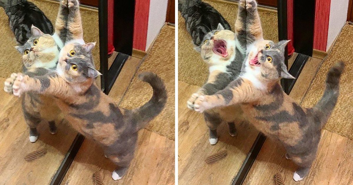 20+ питомцев, которые оказались один на один со своим отражением 20+ питомцев, которые оказались один на один со своим отражением