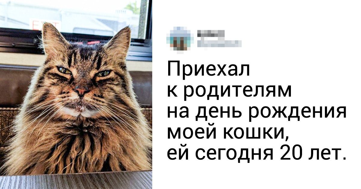 20+ трогательных фото животных-старичков, которые напомнят, как важно ценить каждый миг 20+ трогательных фото животных-старичков, которые напомнят, как важно ценить каждый миг