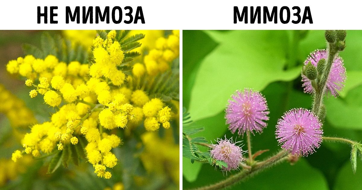 9 вещей, которые мы, оказывается, называем неправильно