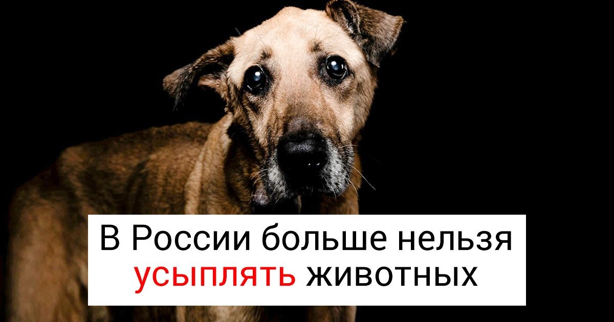 15 примеров борьбы за права животных, которые делают наш мир немного человечнее 15 примеров борьбы за права животных, которые делают наш мир немного человечнее