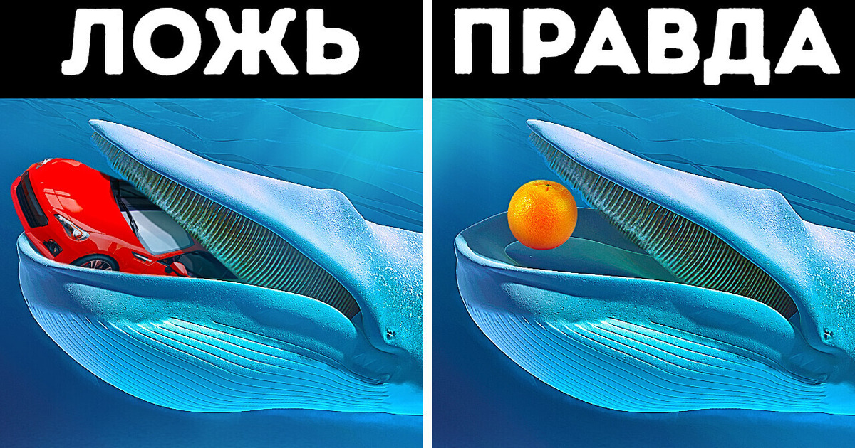 14 мифов о животных, которые вам постоянно рассказывали в школе и дома 14 мифов о животных, которые вам постоянно рассказывали в школе и дома