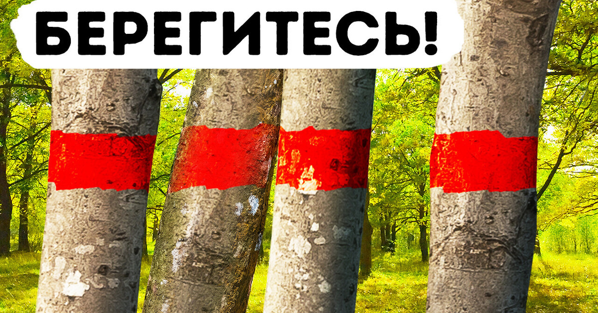 Никогда не стойте под этим деревом во время дождя!