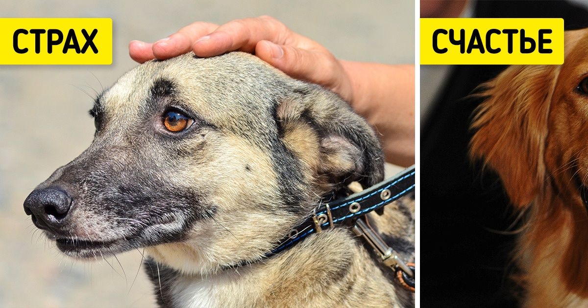 8 признаков того, что ваша собака — одно из счастливейших животных в мире