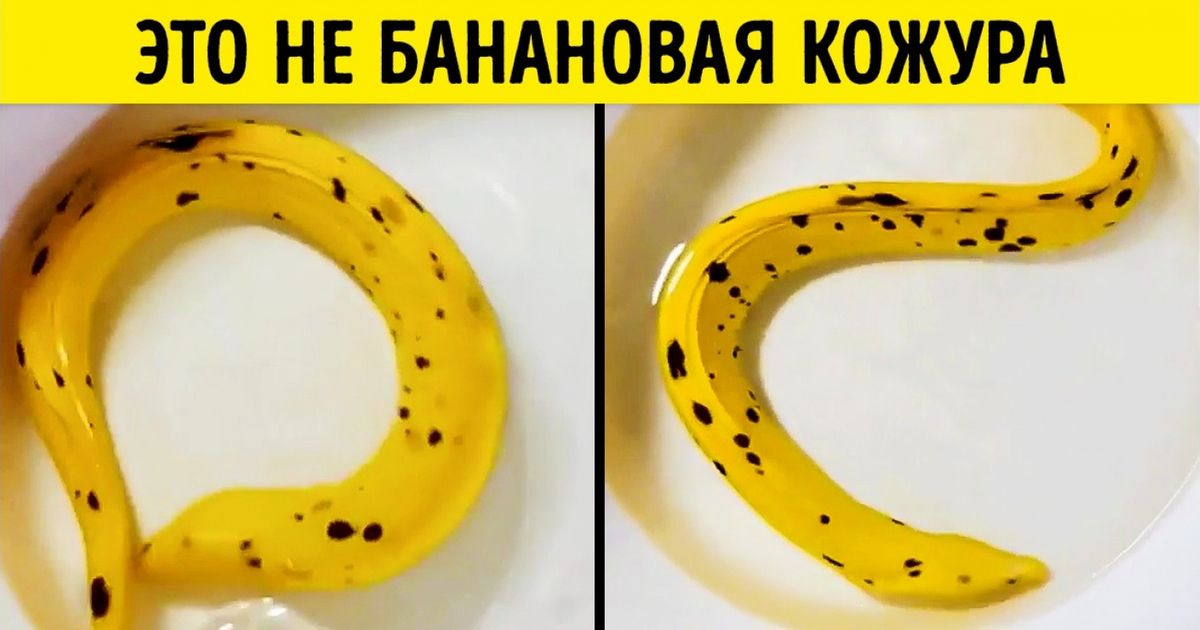 20 вещей, которые достигли уровня ниндзя в искусстве маскировки 20 вещей, которые достигли уровня ниндзя в искусстве маскировки