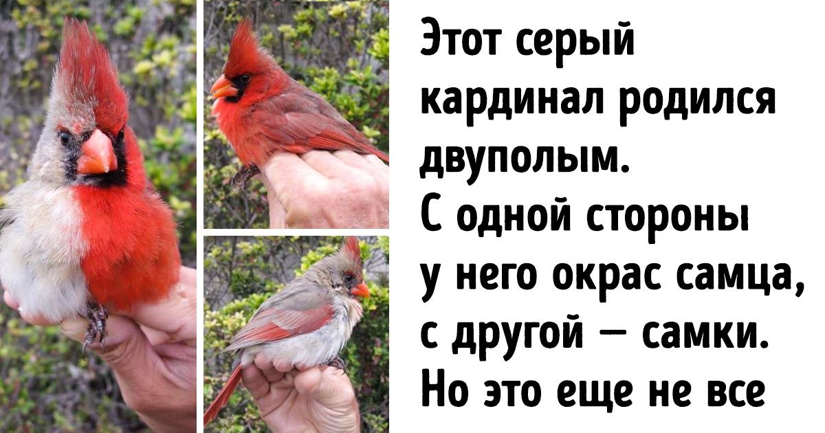 20 занимательных фактов о животном мире, о которых нам не рассказывали на уроках биологии 20 занимательных фактов о животном мире, о которых нам не рассказывали на уроках биологии