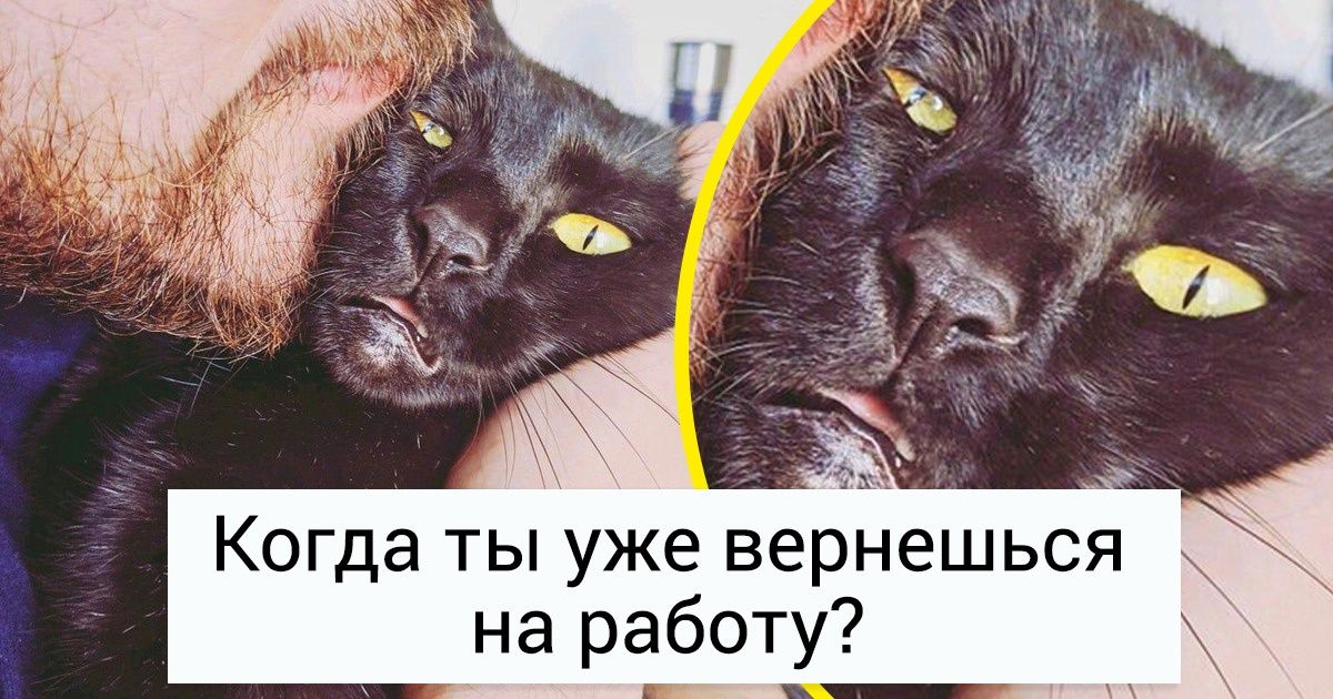 19 животных, у которых накопились большие вопросы к своим хозяевам 19 животных, у которых накопились большие вопросы к своим хозяевам