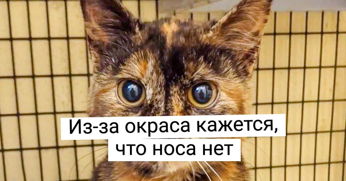 15+ эксклюзивных животных, глядя на которых не верится, что природа могла такое создать