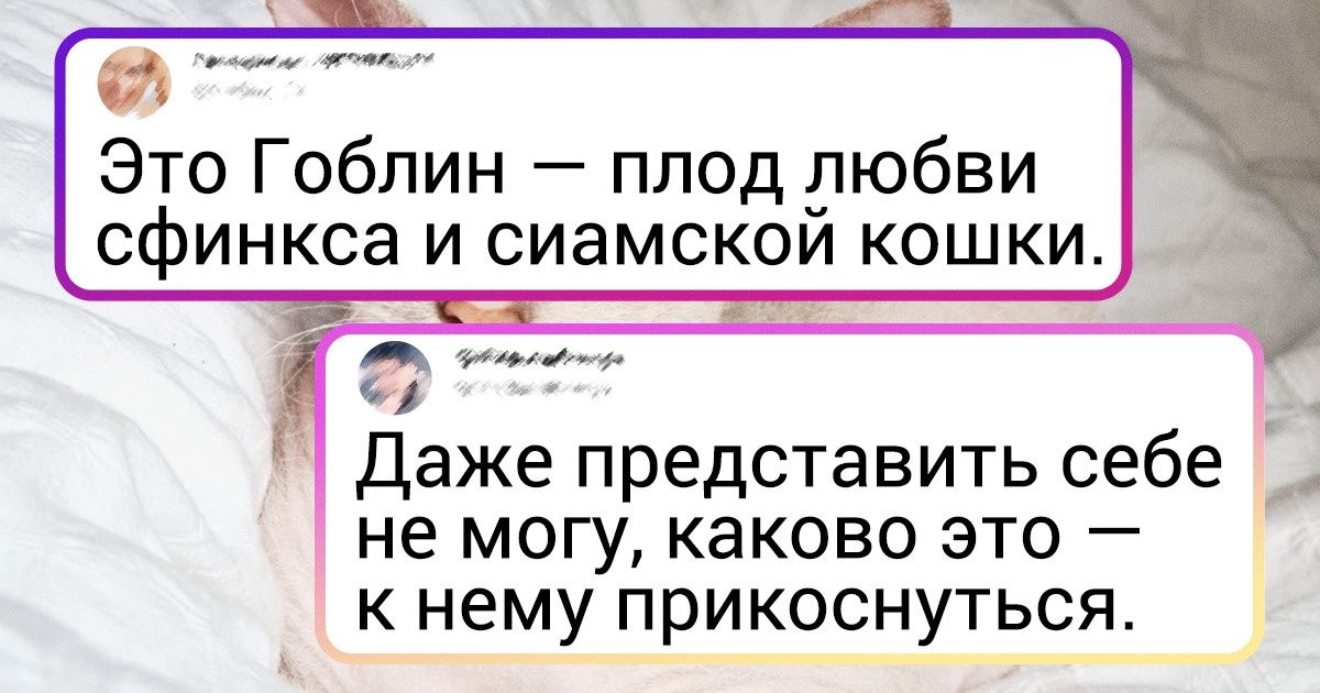 18 домашних питомцев с экзотической внешностью, от которых сложно оторвать взгляд 18 домашних питомцев с экзотической внешностью, от которых сложно оторвать взгляд
