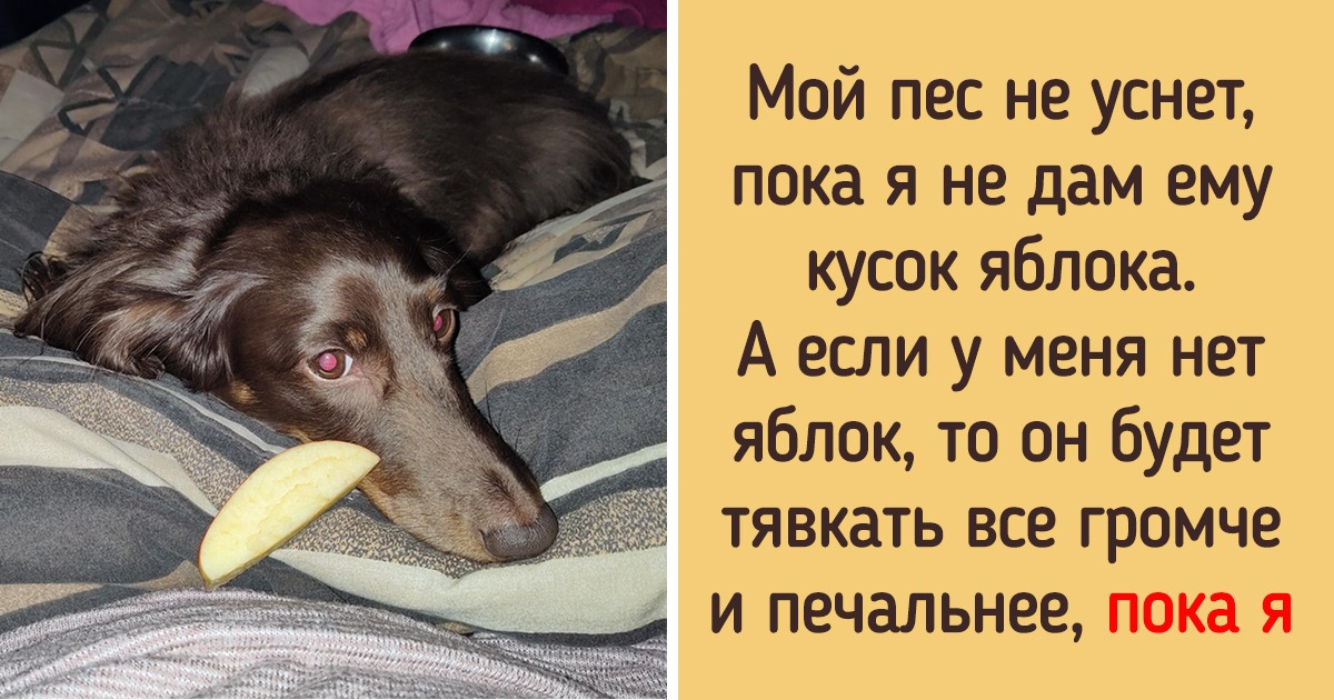 19 хозяев, которые рады и пылинки сдувать со своих хвостатых любимцев 19 хозяев, которые рады и пылинки сдувать со своих хвостатых любимцев