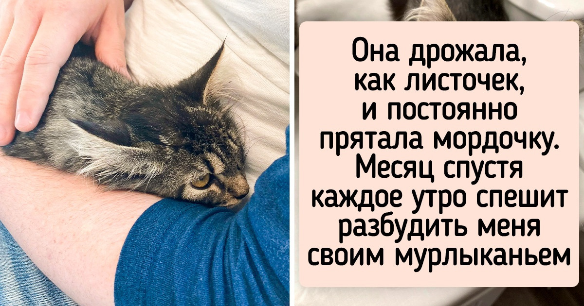 19 бедолаг, которые попали в руки к людям с большим сердцем, и теперь от них глаз не оторвать 19 бедолаг, которые попали в руки к людям с большим сердцем, и теперь от них глаз не оторвать