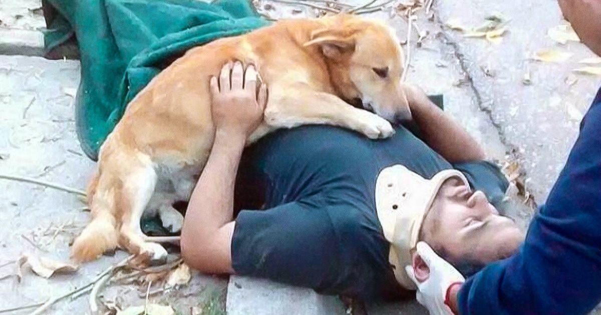 17 доказательств того, что мы не заслуживаем собак