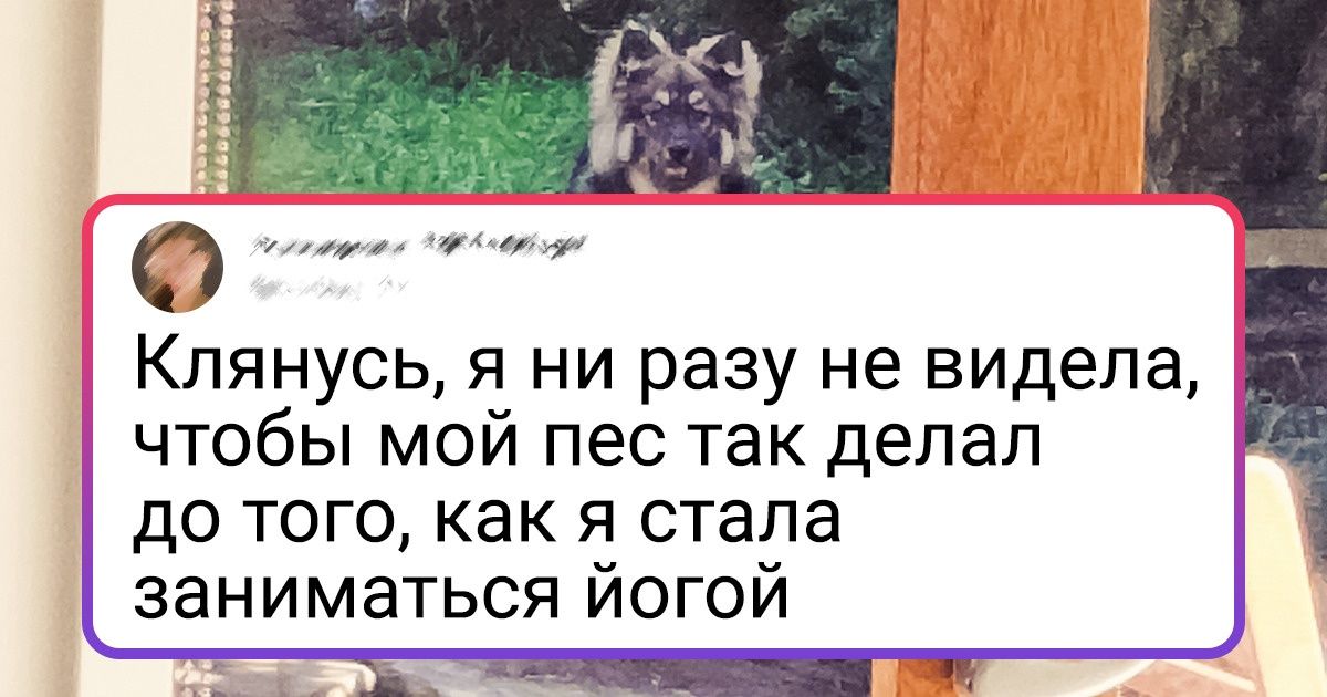 20+ животных, которым и люди не нужны, ведь они уже поняли, как все устроено