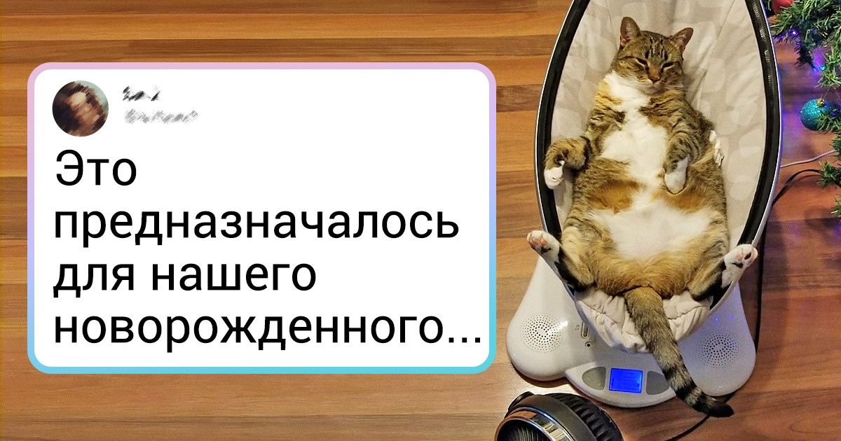 20 питомцев, которые пришли в этот мир, чтобы получать райское наслаждение 20 питомцев, которые пришли в этот мир, чтобы получать райское наслаждение