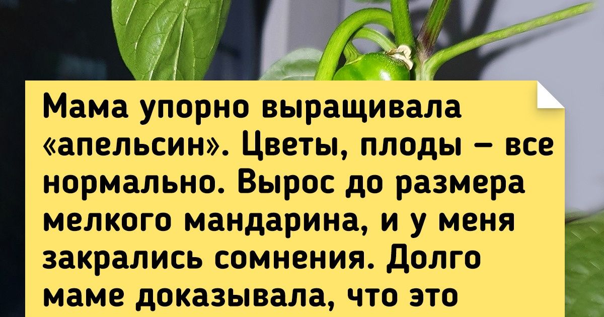 20 человек, которые способны создать филиал садового рая прямо на подоконнике 20 человек, которые способны создать филиал садового рая прямо на подоконнике