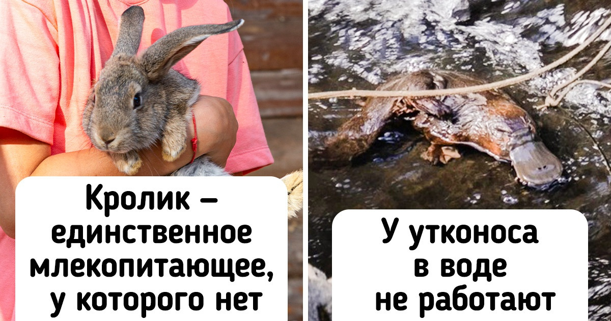 16 фактов, которые докажут, что в каждом животном есть что-то неземное 16 фактов, которые докажут, что в каждом животном есть что-то неземное