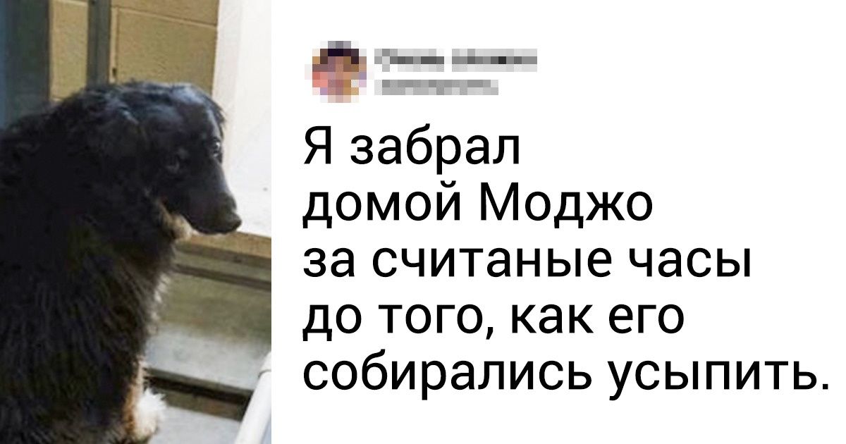 18 фото о том, как расцветают бездомные животные в любви и заботе