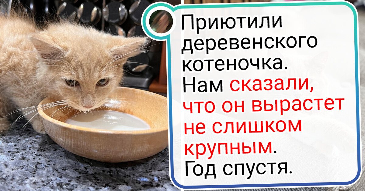 20+ мохнатых любимцев, которые так преобразились, будто над ними фея поколдовала 20+ мохнатых любимцев, которые так преобразились, будто над ними фея поколдовала
