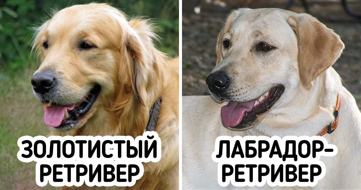 10 пар пород, которые путают даже преданные собачники