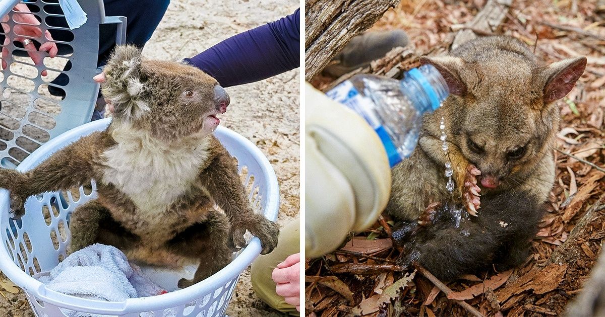 Животные которые притворяются мертвыми. Птицы и мусор. Почему погибает животное. Почему животные занесены в красную книгу. Браконьерство животных.