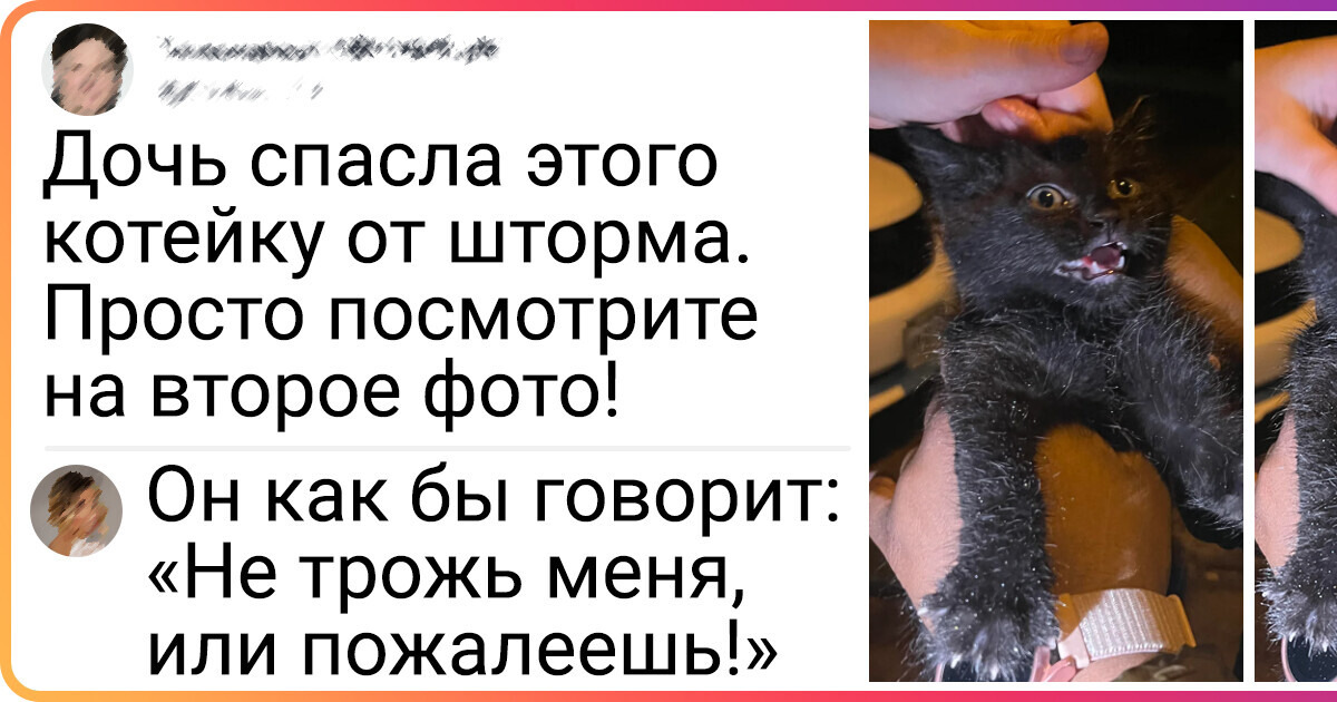 16 котиков, которые умеют мастерски притворяться невинными пушистиками 16 котиков, которые умеют мастерски притворяться невинными пушистиками