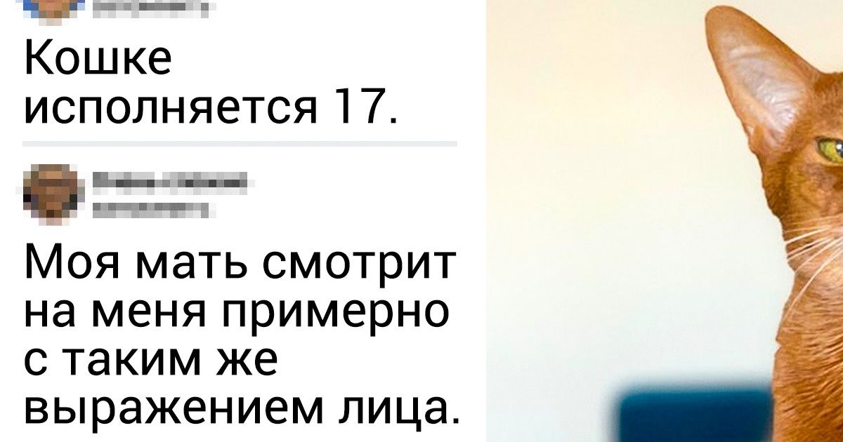 15+ питомцев, чьей мимике может позавидовать любой актер