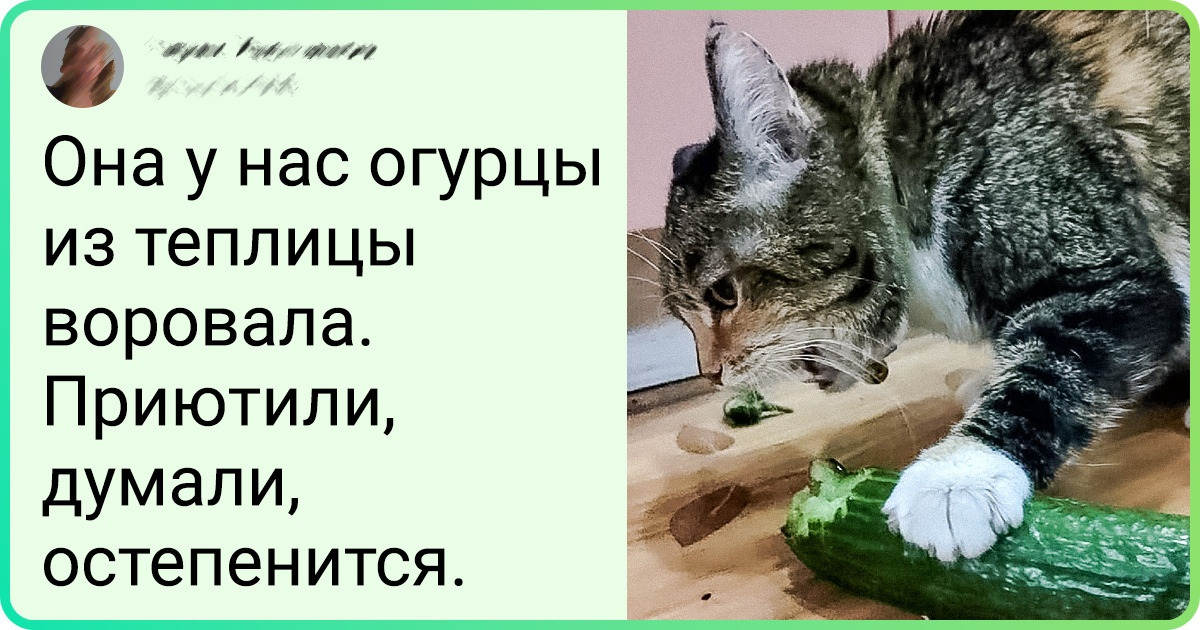 15+ домашних питомцев, которым палец в рот не клади — не досчитаешься 15+ домашних питомцев, которым палец в рот не клади — не досчитаешься