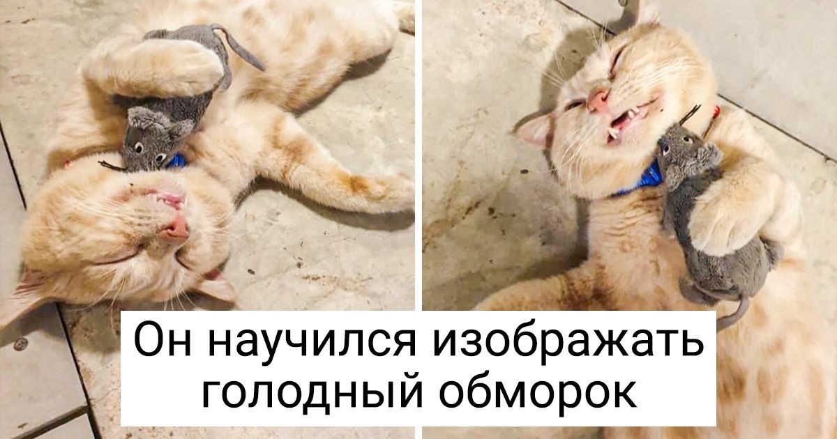 18 питомцев, для которых наглость — не второе счастье, а первое