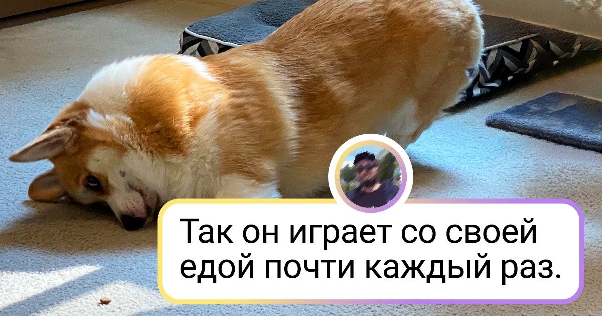 15+ питомцев, глядя на которых хочется сначала сказать: «Да что с ними не так?» — а потом затискать от избытка чувств 15+ питомцев, глядя на которых хочется сначала сказать: «Да что с ними не так?» — а потом затискать от избытка чувств