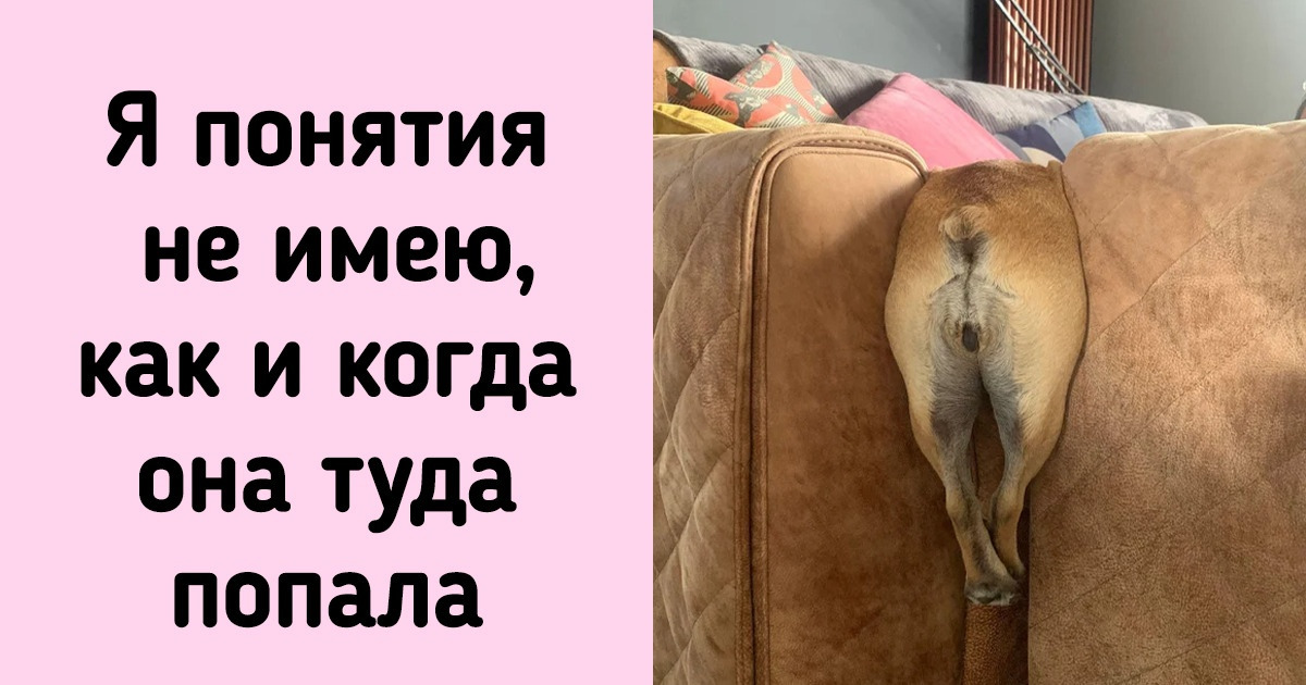 20 животных, с которыми точно не соскучишься