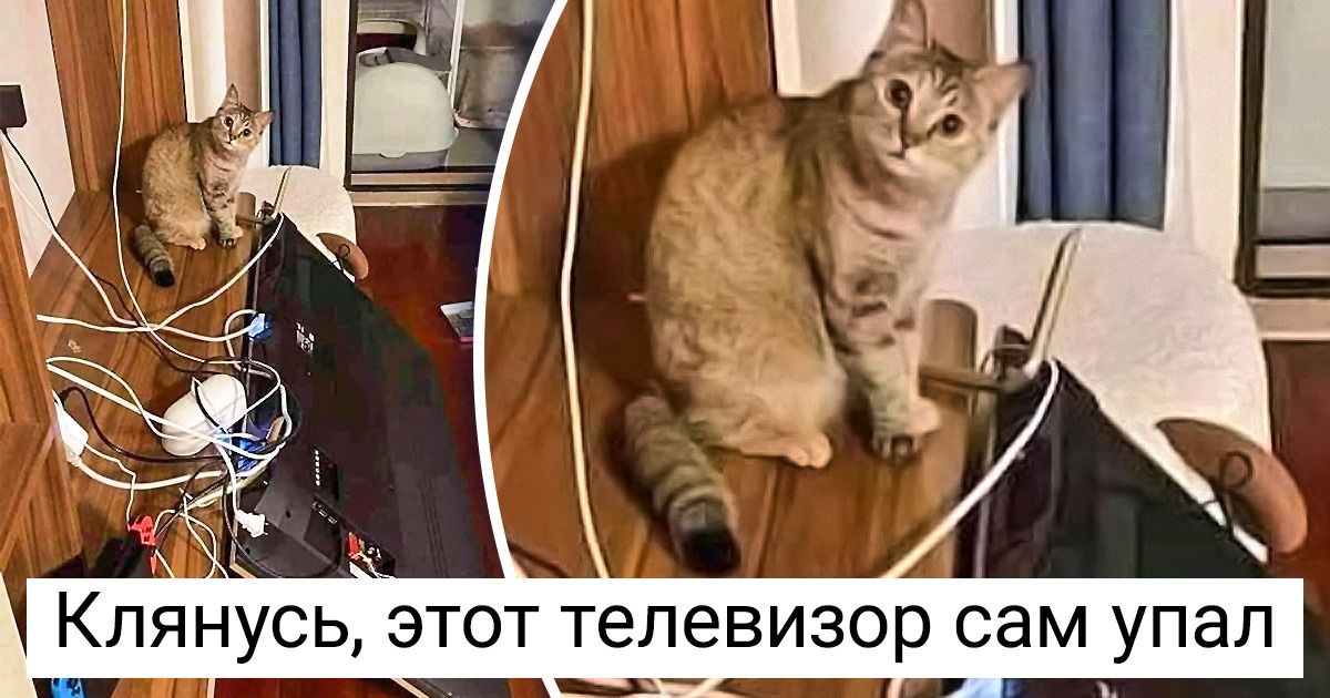 18 правил жизни котиков, которые объясняют, почему мы обожаем их, несмотря на все их проделки