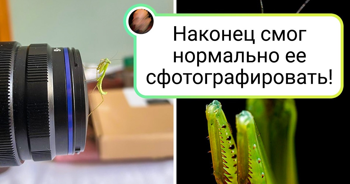 20+ человек, для которых обычные котики и собачки — это как-то слишком скучно
