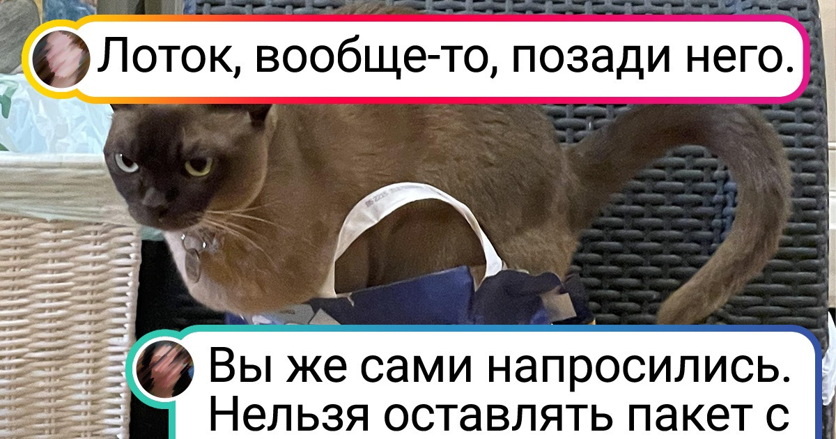 20+ питомцев, у которых из-за угла сначала выглядывает наглость, а уже потом мордашка 20+ питомцев, у которых из-за угла сначала выглядывает наглость, а уже потом мордашка